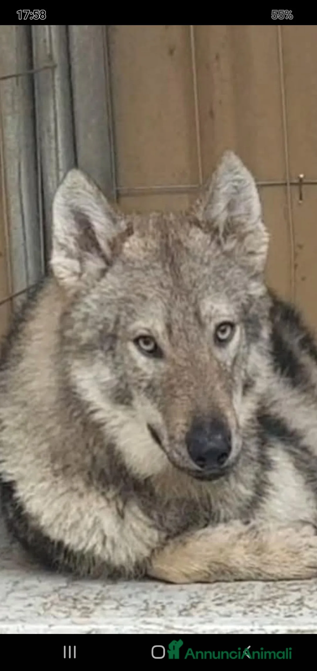 Meticcio cani in vendita: Lupo Cecoslovacco x lupo di Saarloos  - Annuncio 7