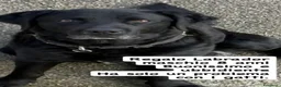 Labrador cani in vendita: labrador maschio REGALO - Annuncio 1