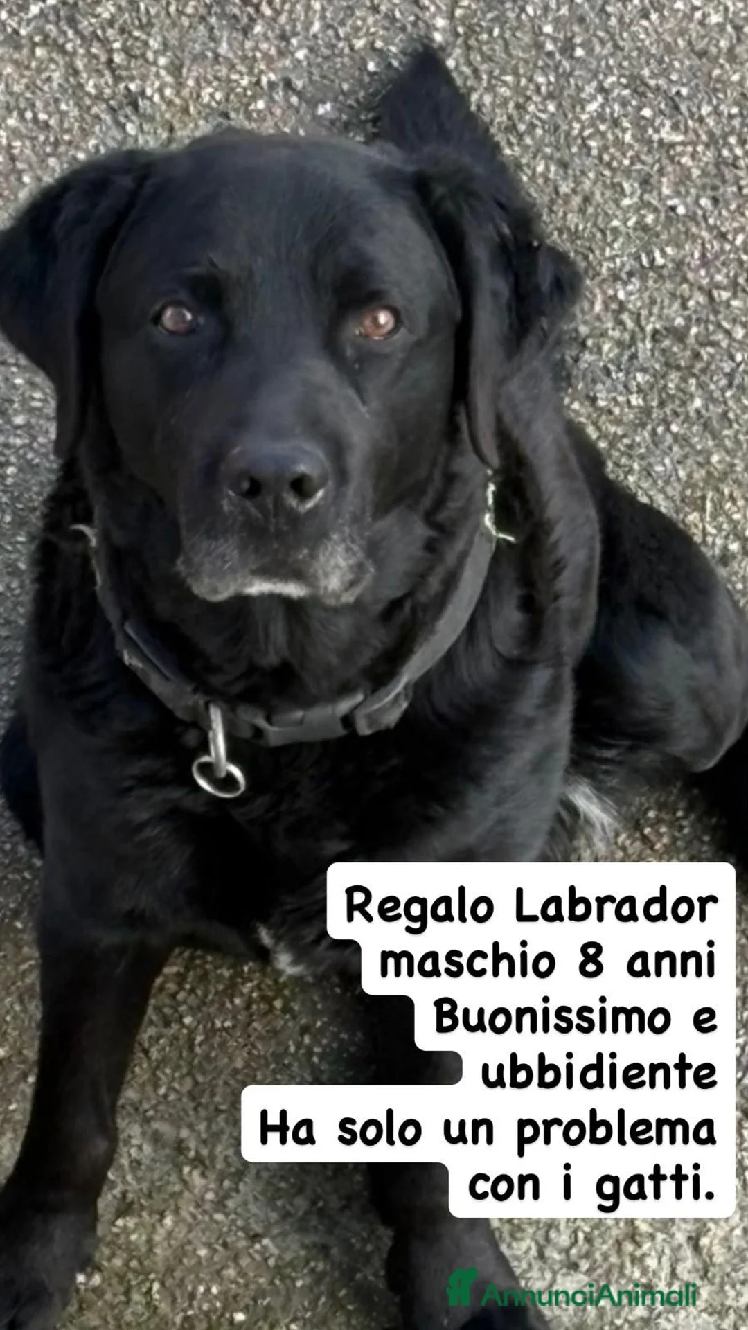 Labrador cani in vendita: labrador maschio REGALO - Annuncio 1