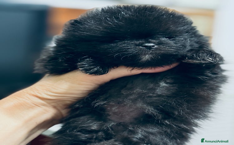Volpino Pomerania cani a Città metropolitana di Roma Capitale - Annuncio 1