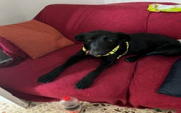 Meticcio cani in vendita: Vendo cucciola  - Annuncio 3