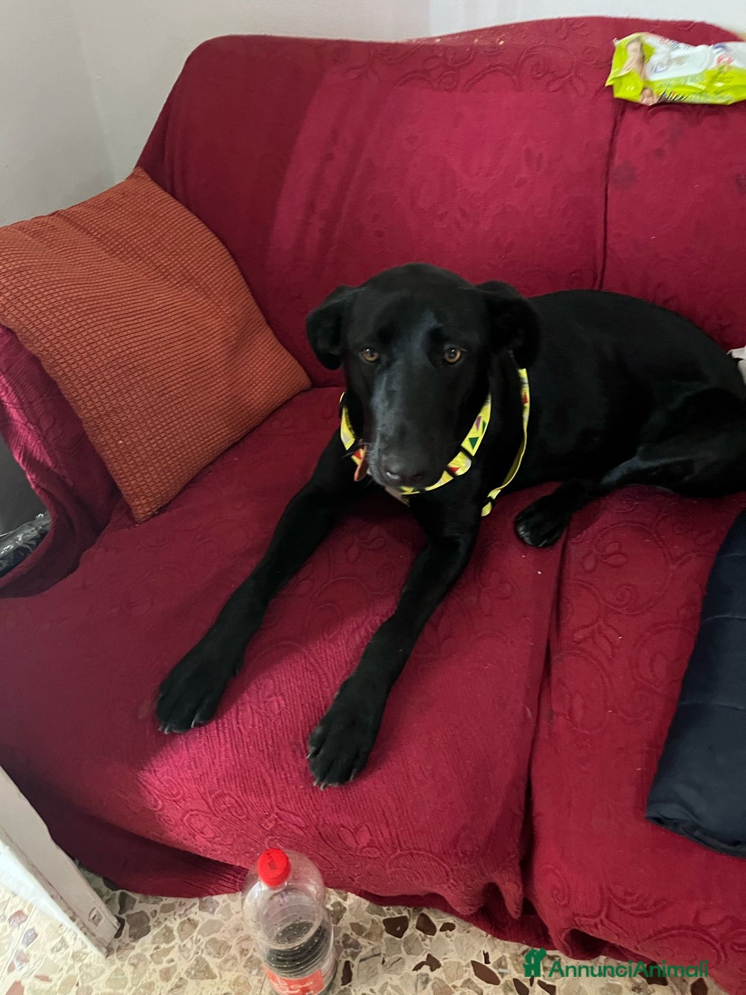 Meticcio cani in vendita: Vendo cucciola  - Annuncio 3