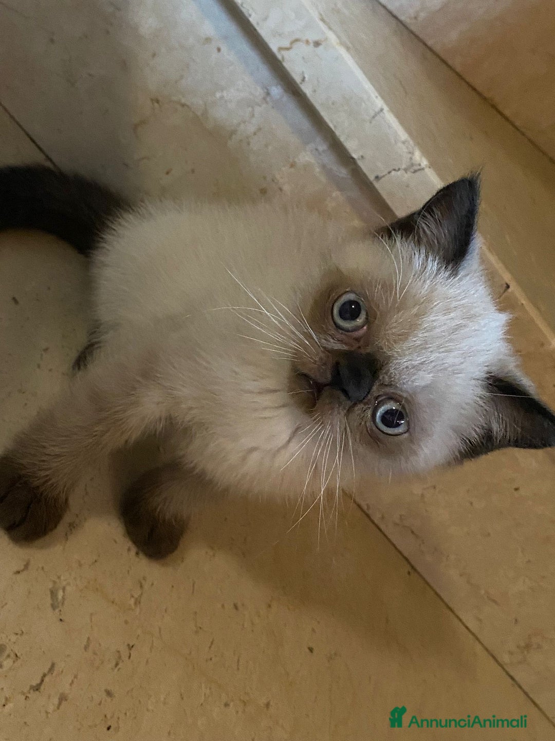 Exotic Shorthair gatti in vendita: Cuccioli gatti exotic shorthair a Provincia di Parma - Immagine 3