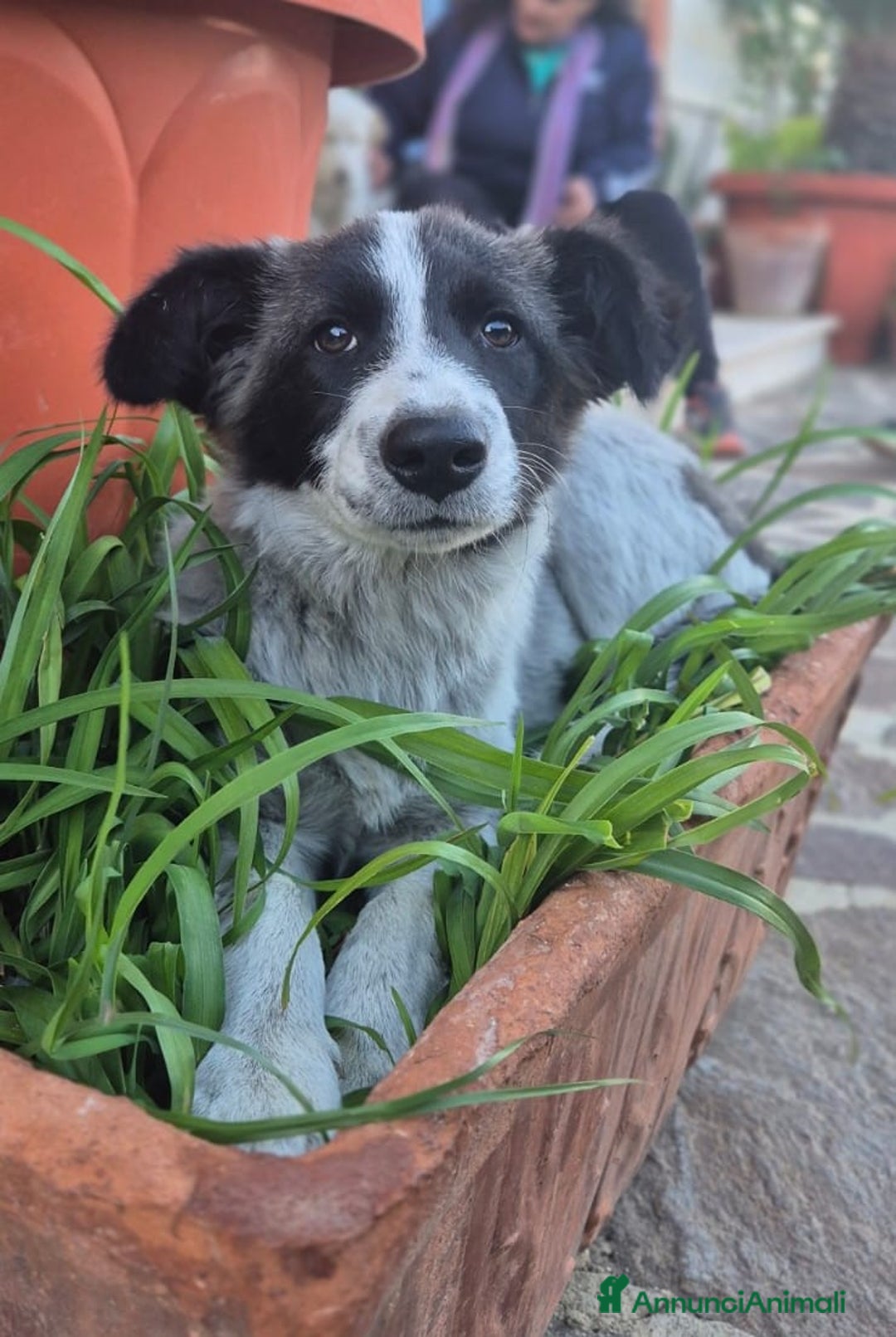 Meticcio cani in regalo: Moka socievole equilibrata affettuosa - Annuncio 2