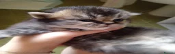 Scottish gatti in vendita: SCOTTISH STRAIGHT - Annuncio 9
