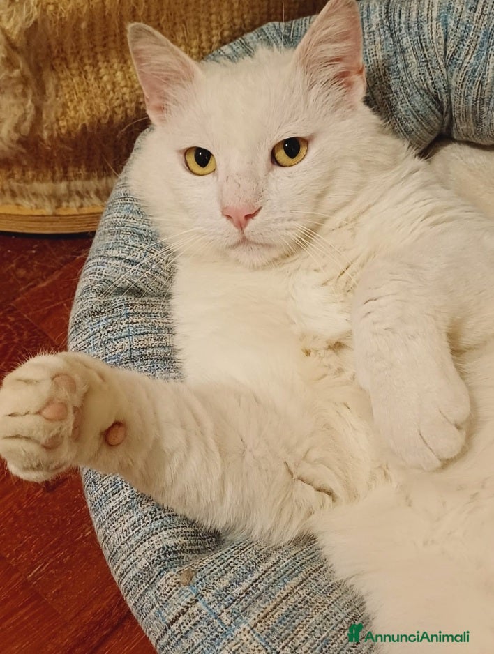 Europeo gatti Dudu micio bianco 2anni ADOZIONE DEL CUORE.ROMA a Città metropolitana di Milano - Annuncio 26