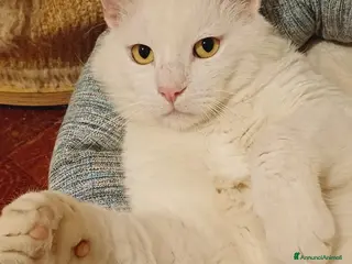 Europeo gatti Dudu micio bianco 2anni ADOZIONE DEL CUORE.ROMA a Città metropolitana di Milano - Annuncio 41