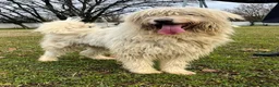 Meticcio cani in regalo: BELLE BELLISSIMO CERCA CASA - Annuncio 16