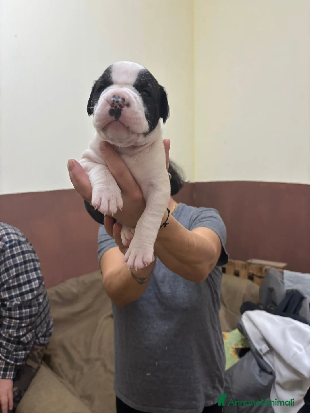 American Bully cani in vendita: BULLDOG AMERICANI - Annuncio 10