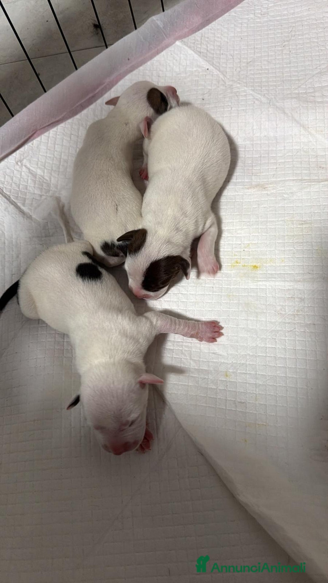 Pitbull cani in vendita: Cuccioli di pitbull  - Annuncio 2