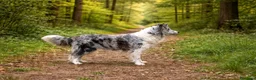Border Collie cani in vendita: Border collie cuccioli  - Annuncio 1