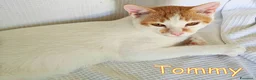 Europeo gatti in regalo:  TOMMY DOLCISSIMO GATTINO - Annuncio 3