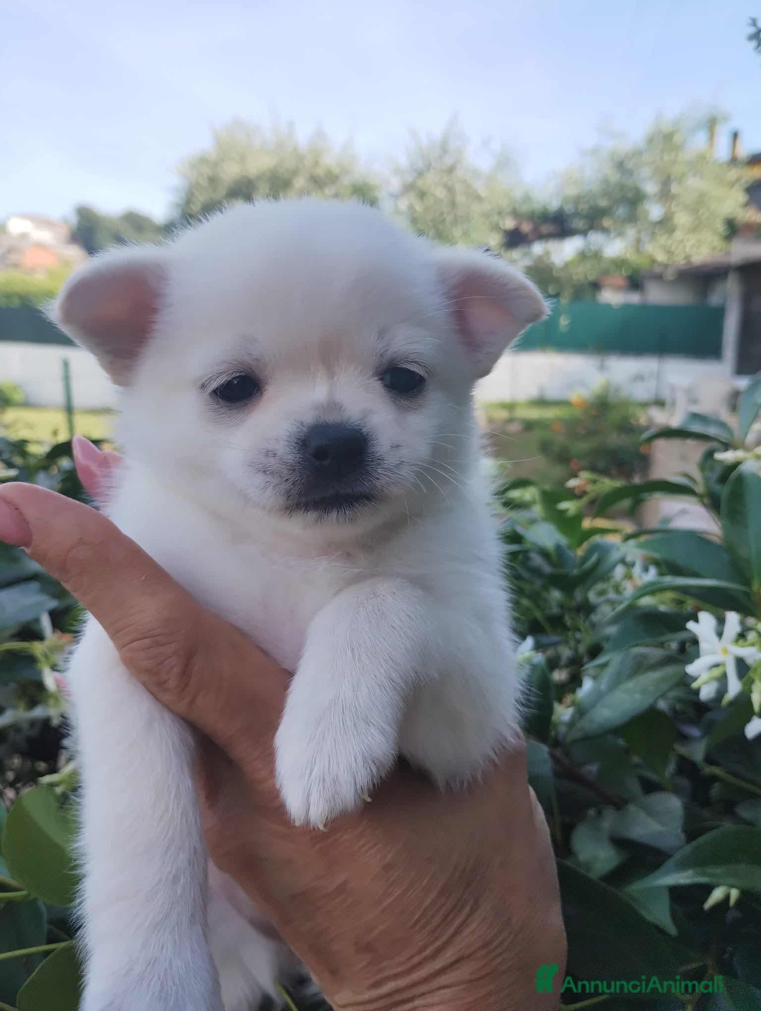 Chihuahua cani Chihuahua maschietto  - Annuncio 7