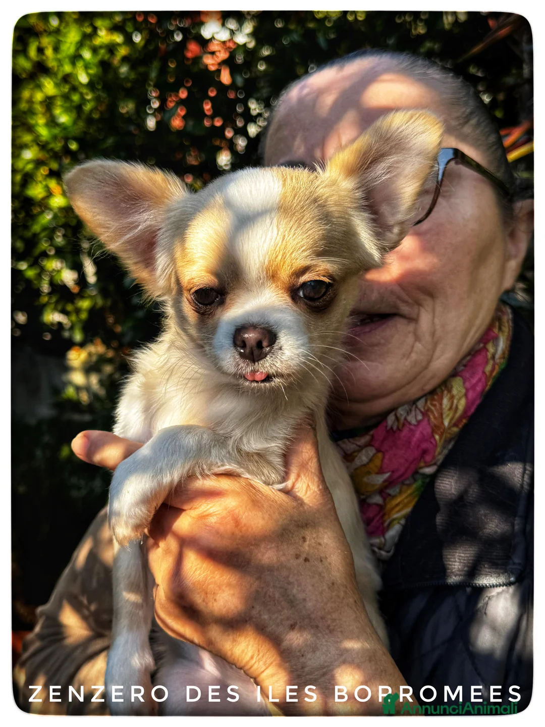 Chihuahua cani in vendita: CHIHUAHUA PELO LUNGO - MASCHI - Annuncio 3