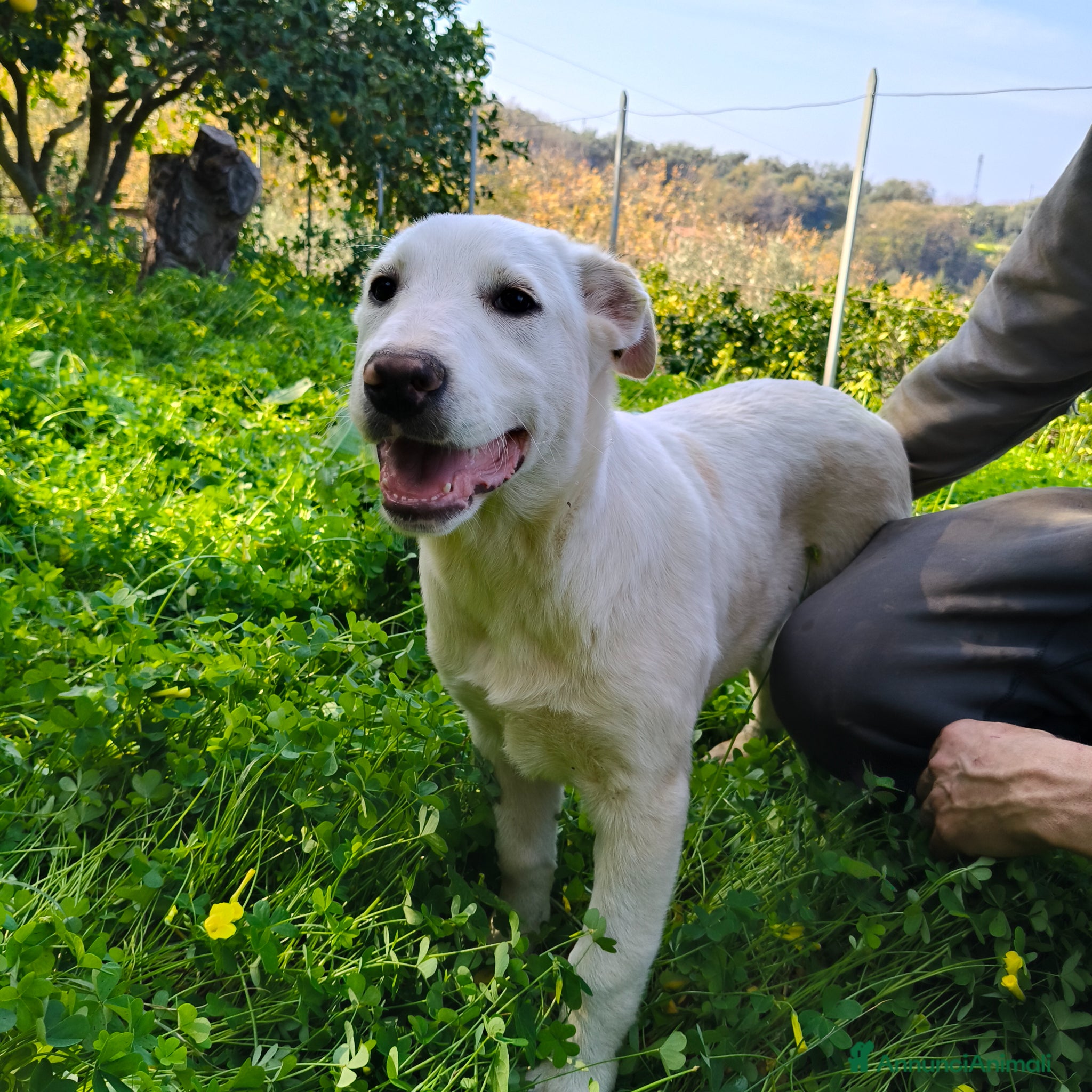 Meticcio cani Leo aspetta la.sua famiglia  - Annuncio 12