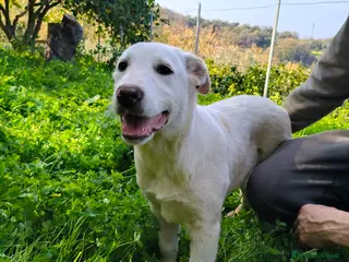 Meticcio cani Leo aspetta la.sua famiglia - Annuncio 12