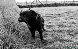 Labrador cani in regalo: ANTONIA, mix labradorina cioccolato a Provincia di Latina - Immagine 4