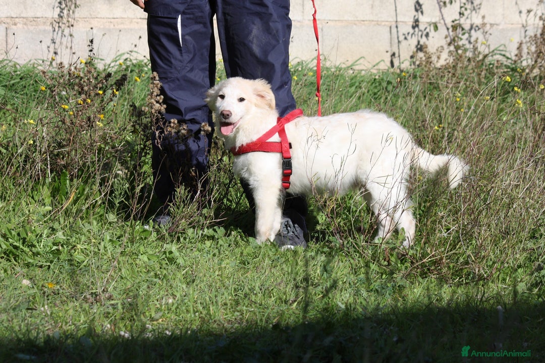 Meticcio cani in regalo: Cucciolo mix golden in adozione  - Annuncio 1