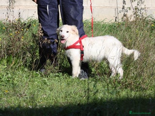 Meticcio cani Cucciolo mix golden in adozione - Annuncio 4