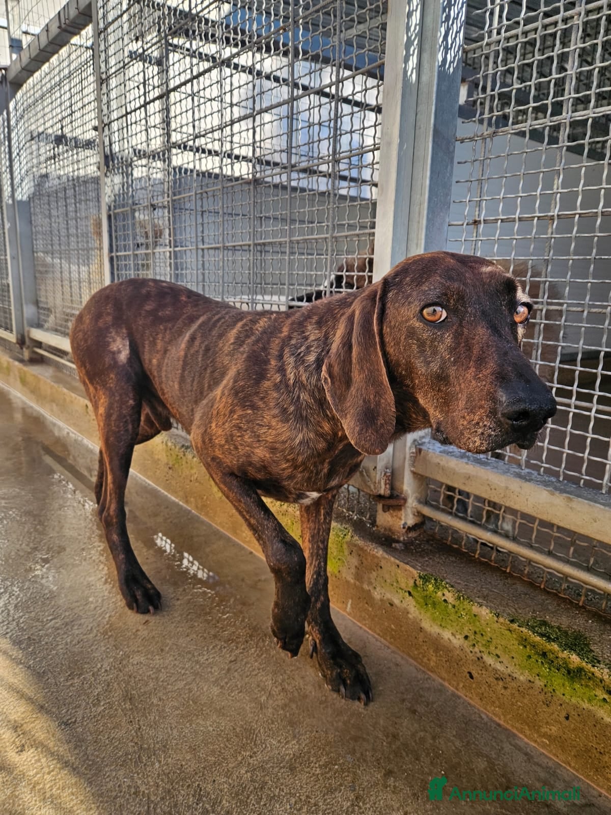 Segugio cani Michele: timido segugio dolcissimo con tutti  - Annuncio 5