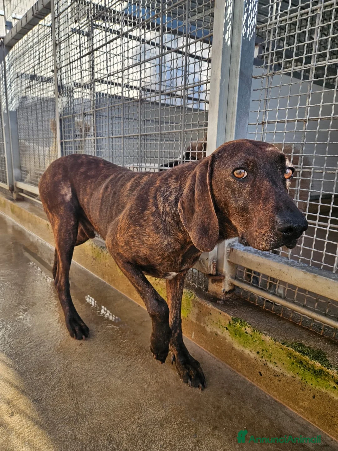 Segugio cani in regalo: Michele: timido segugio dolcissimo con tutti  - Annuncio 1