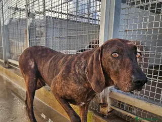 Segugio cani Michele: timido segugio dolcissimo con tutti - Annuncio 5