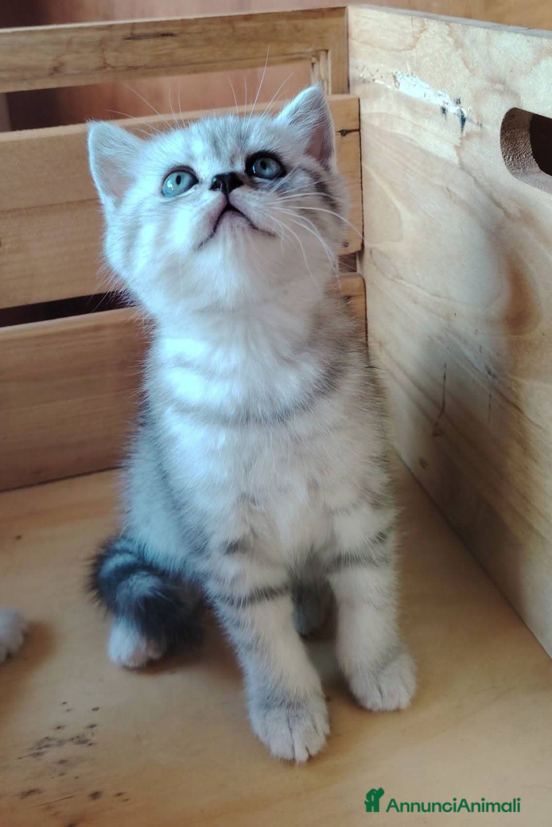 Scottish gatti in vendita: SCOTTISH FOLD E STRAIGHT CON PEDIGREE APERTO a Provincia di Bergamo - Immagine 8
