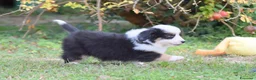 Miniature American Shepherd cani in vendita: MINIATURE AMERICAN SHEPHERD - Annuncio 11