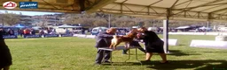 Shiba Inu cani in vendita: Cuccioli di shiba inu - 3 femminucce - - Annuncio 13