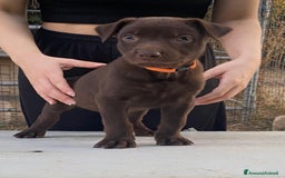 Australian Kelpie cani in vendita: Cuccioli di Australian Kelpie a Provincia di Teramo - Immagine 2