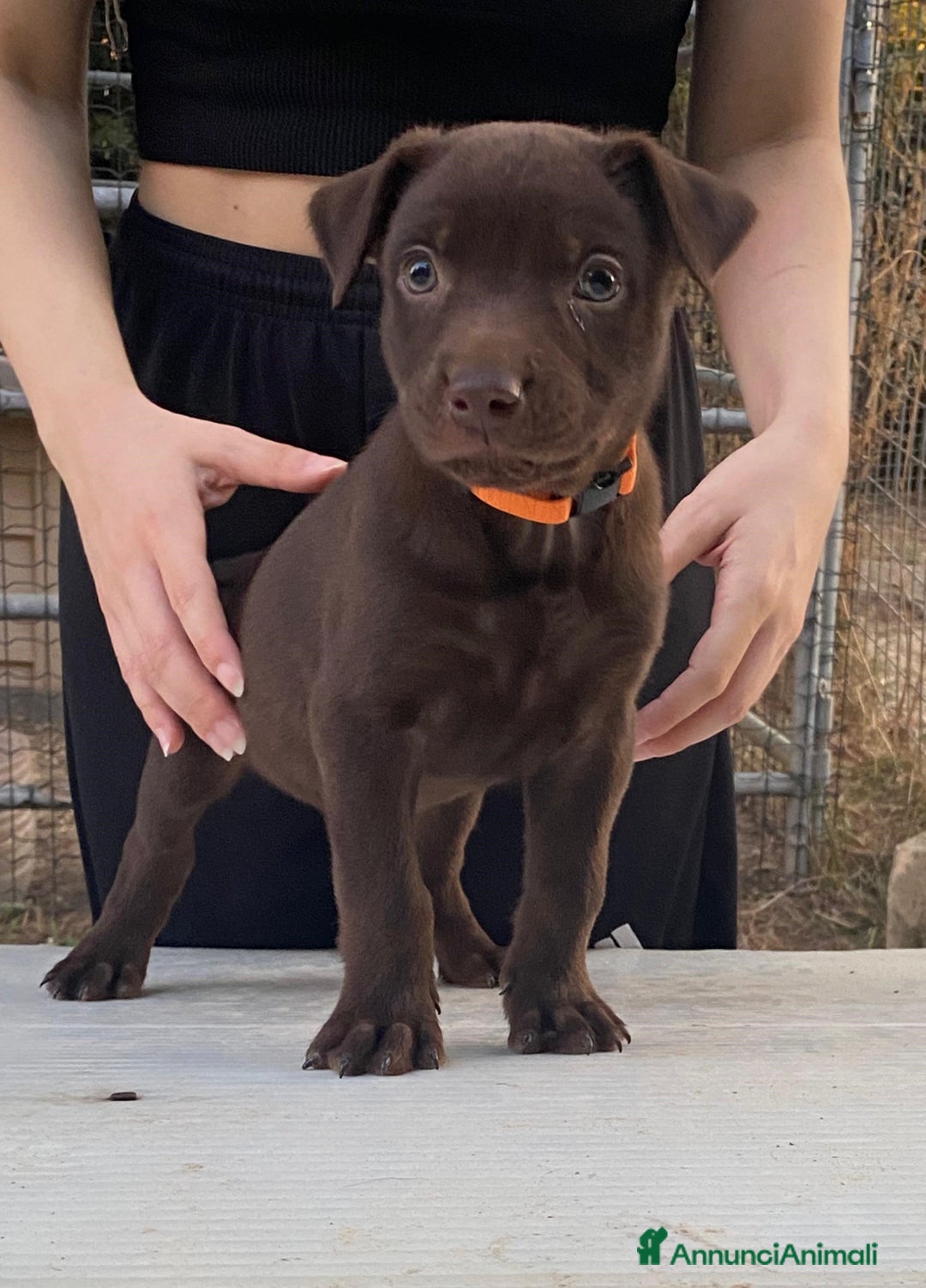 Australian Kelpie cani in vendita: Cuccioli di Australian Kelpie a Provincia di Teramo - Immagine 2