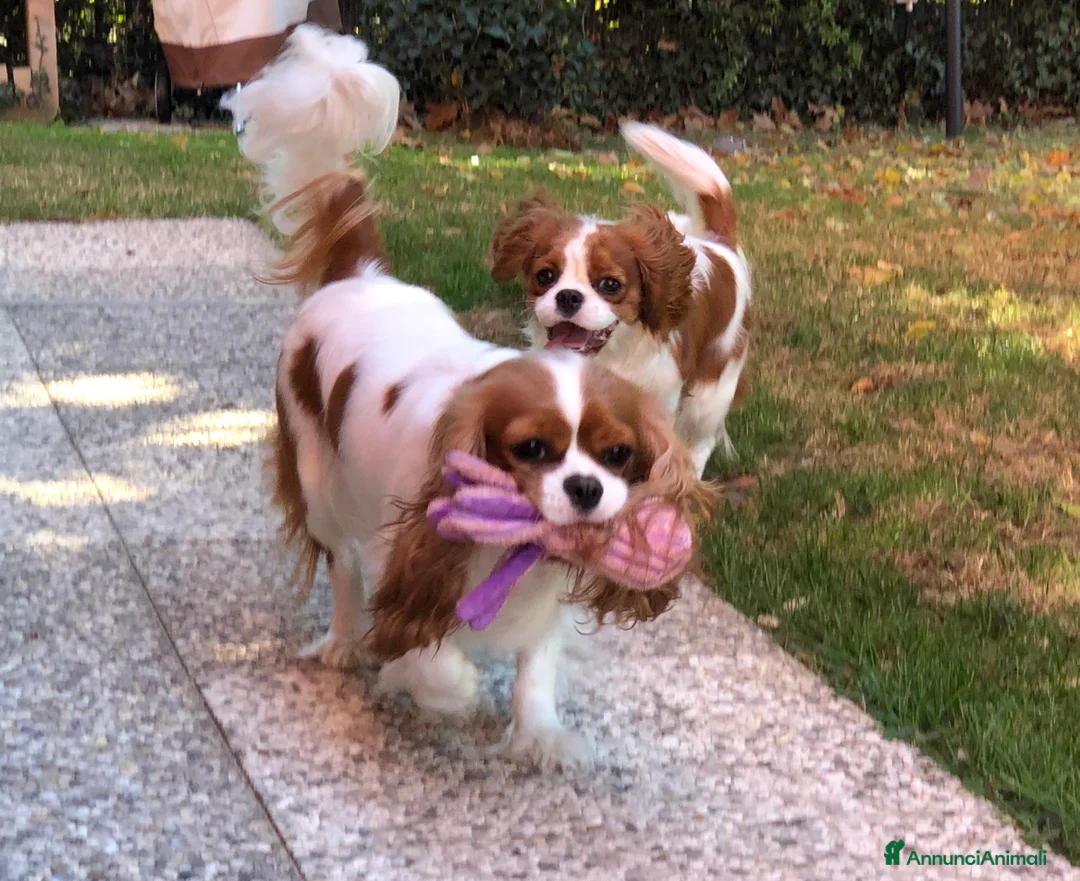 Immagine della galleria {{count}}