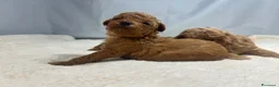 Barbone cani in vendita: Cuccioli barbone toy - Annuncio 2