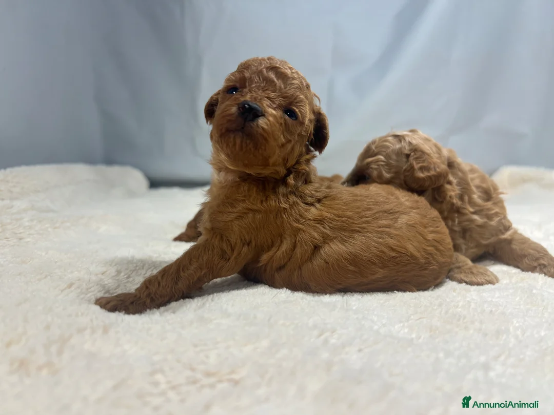 Barbone cani in vendita: Cuccioli barbone toy - Annuncio 2