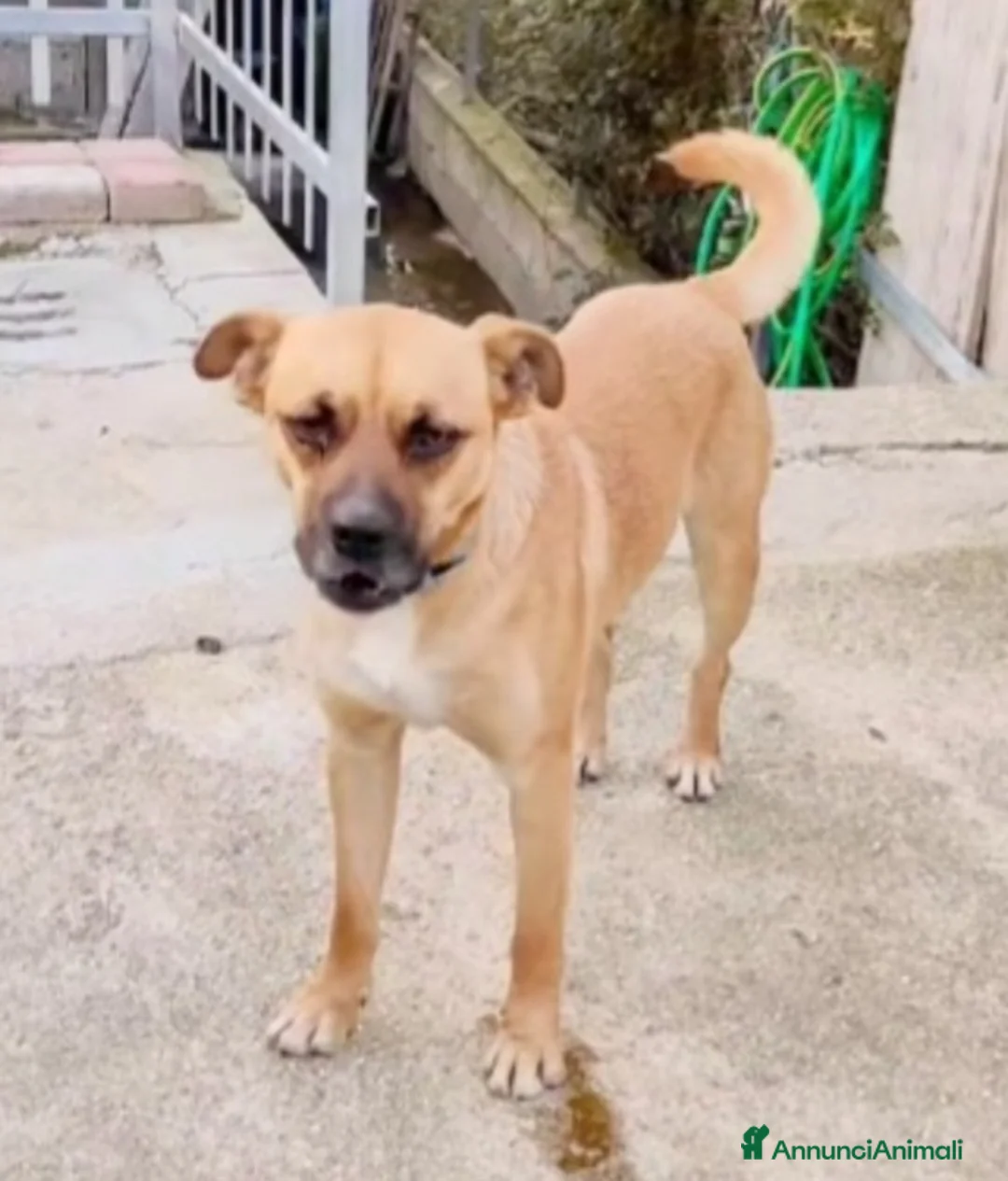 Meticcio cani in regalo: 1anno ADOZIONE DURATA 10GIORNI.TORNATO AL SUD a Città metropolitana di Milano - Annuncio 2