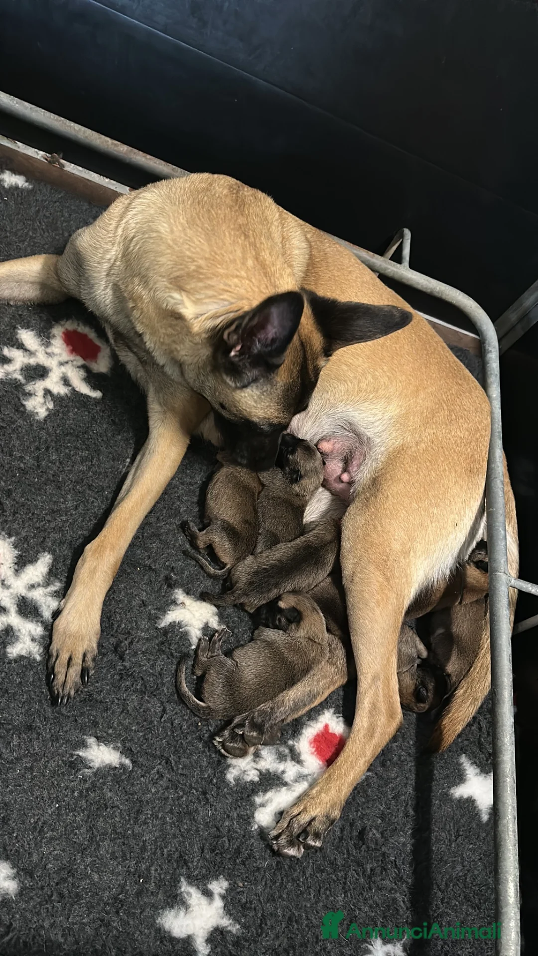Pastore Belga cani in vendita: Cucciolo pastore belga malinois  - Annuncio 5