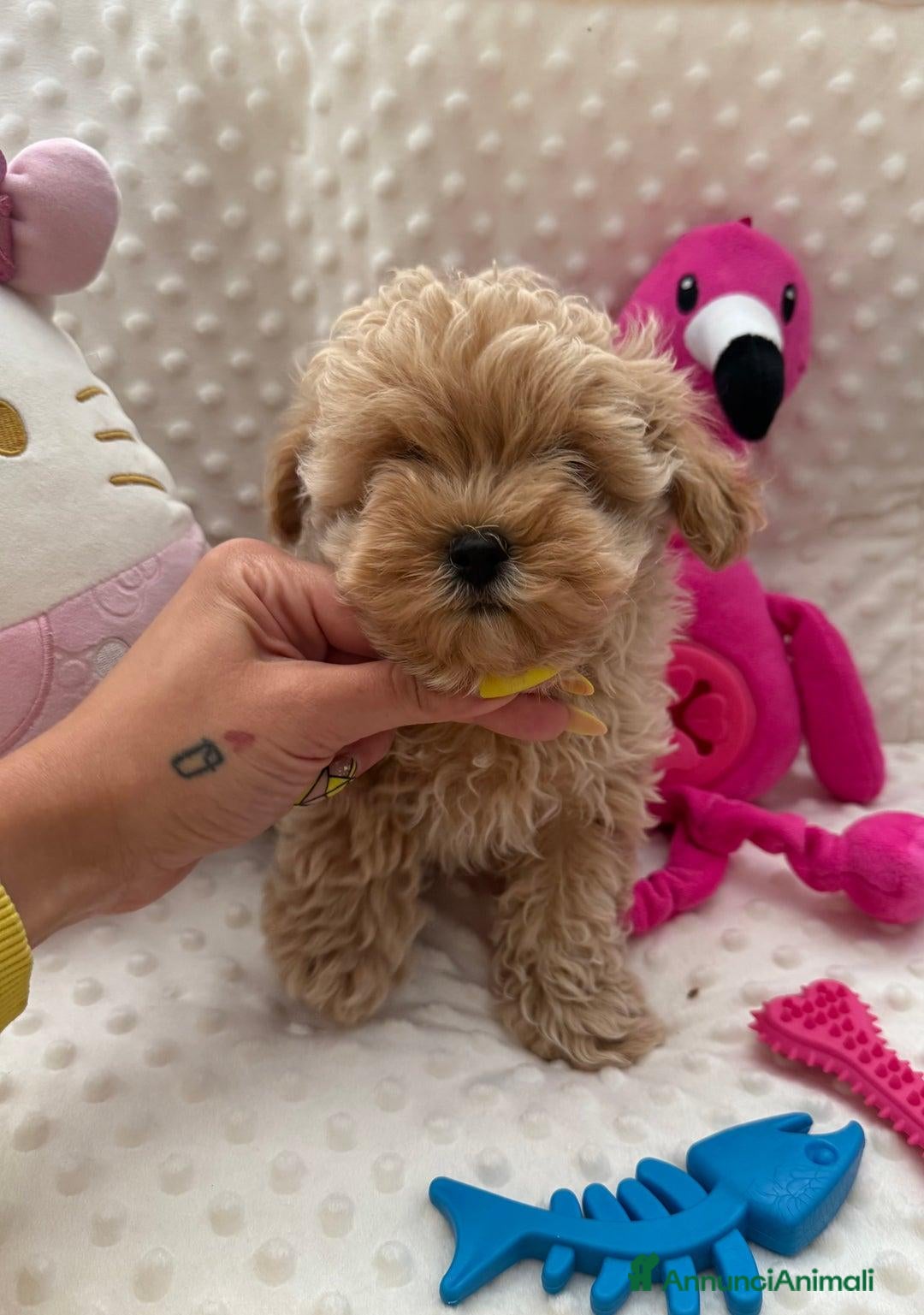 Meticcio cani in vendita: Bellissimi Maltipoo Mini F1 - Annuncio 2