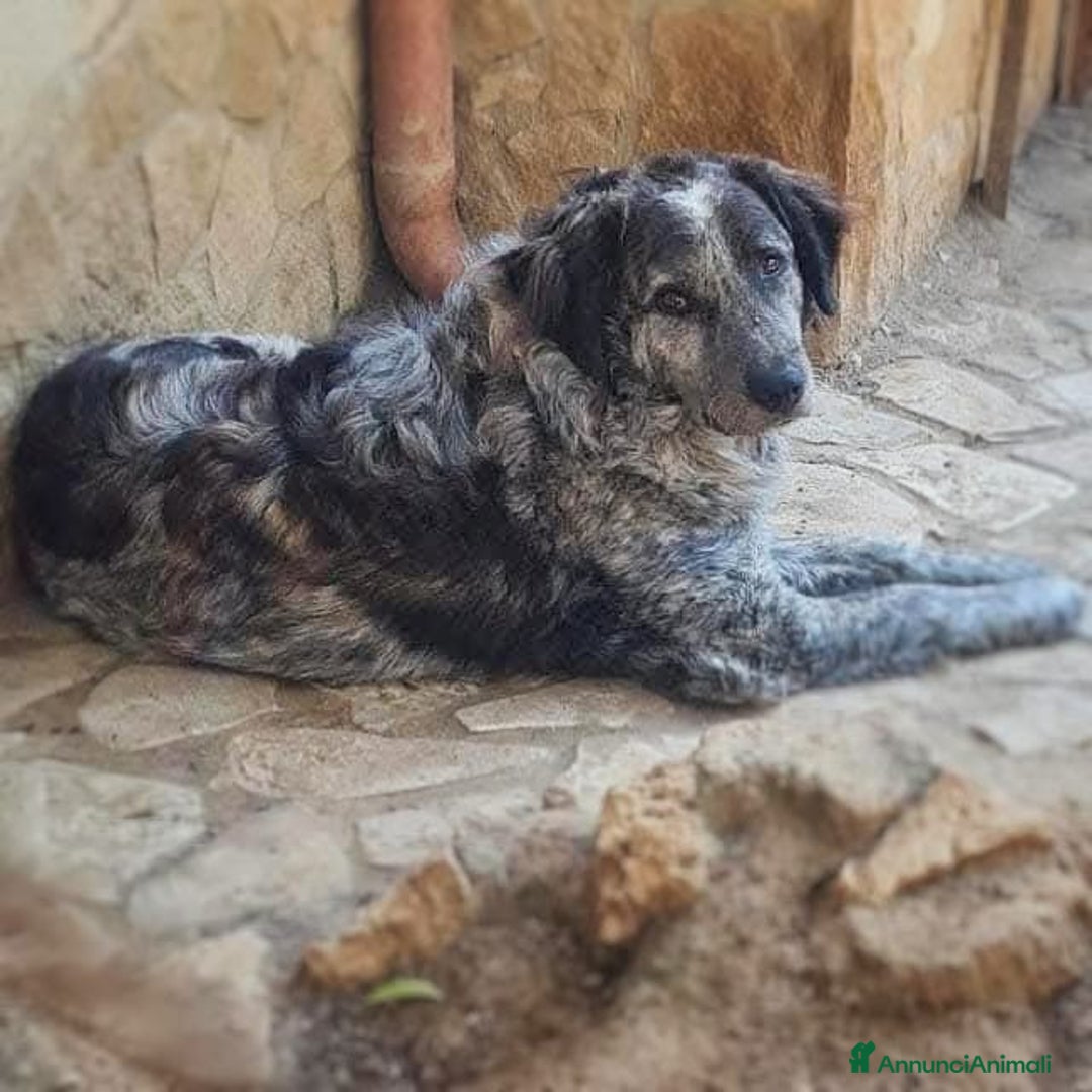 Meticcio cani in regalo: YALI 💙 - adozione del cuore, cerca tanto amore🥺 - Annuncio 2