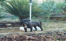 American Staffordshire cani in vendita: VENDESI CUCCIOLI DI AMSTAFF  a Città metropolitana di Roma Capitale - Immagine 3