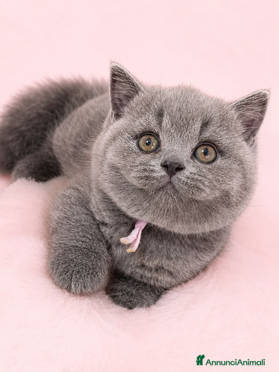 British gatti Cuccioli British blu - Annuncio 1