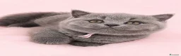 British gatti in vendita: Cuccioli British blu - Annuncio 1