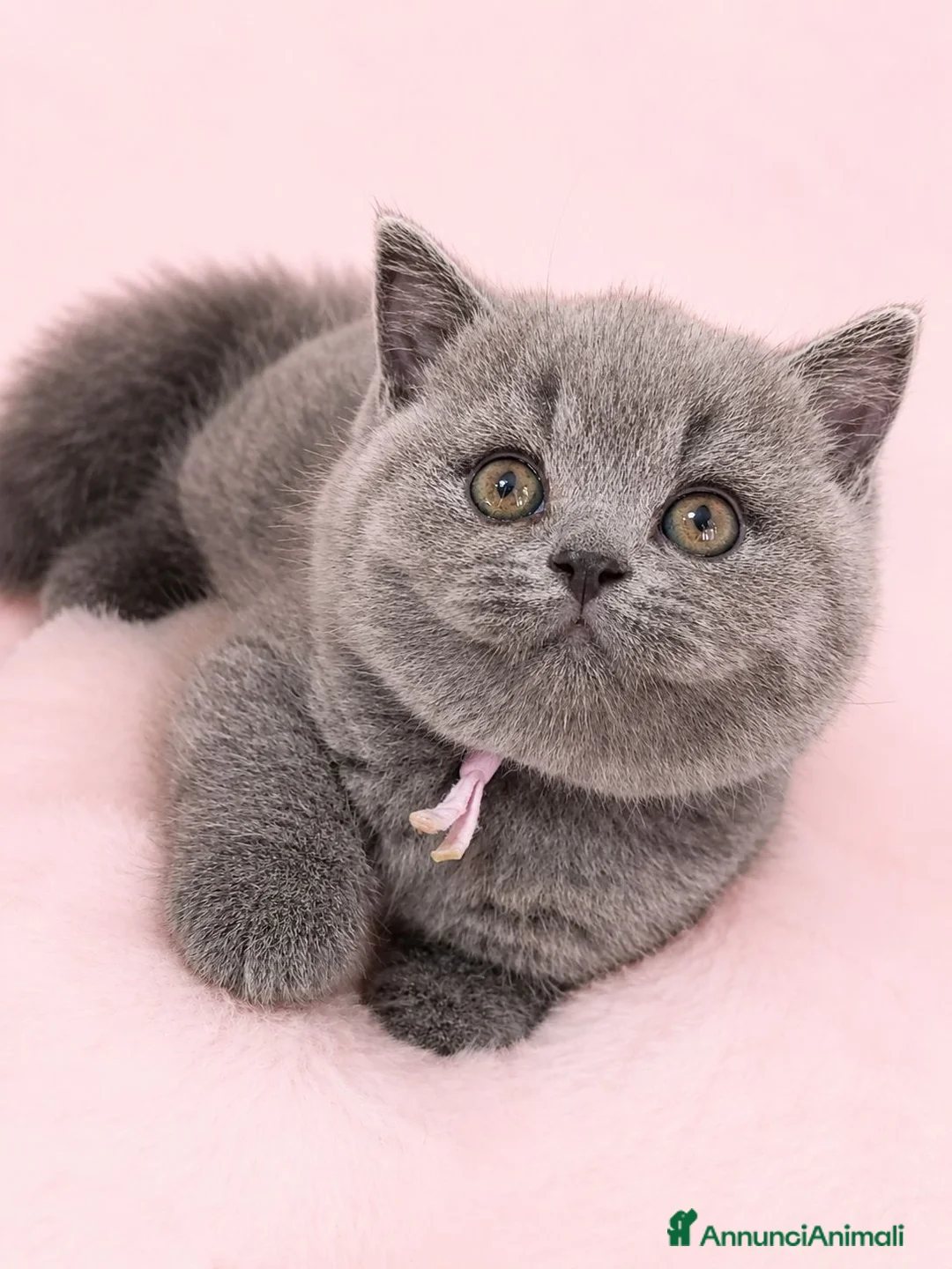 British gatti in vendita: Cuccioli British blu - Annuncio 1