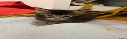 Maine Coon gatti in vendita: MAINE COON SHADED PREGIATI cuccioli  - Annuncio 12