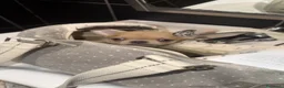 Chihuahua cani in vendita: cucciolo di chihuahua pelo corto - Annuncio 3