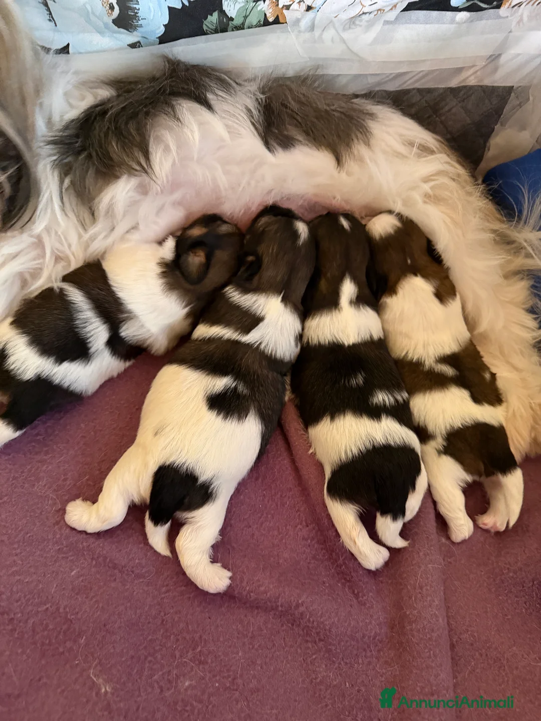 Shih Tzu cani in vendita: Vendita cuccioli Shih Tzu - Annuncio 2