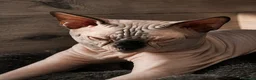 Sphynx gatti per accoppiamento: Sphynx  - Annuncio 2