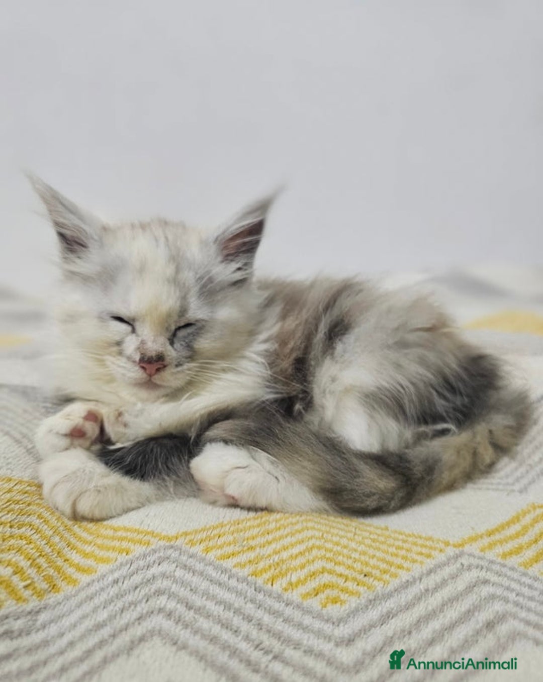 Maine Coon gatti in vendita: Cuccioli di Maine Coon ❤️ - Annuncio 2
