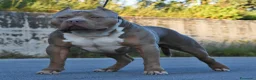 American Bully cani in vendita: Cucciole di American Bully XL. - Annuncio 8