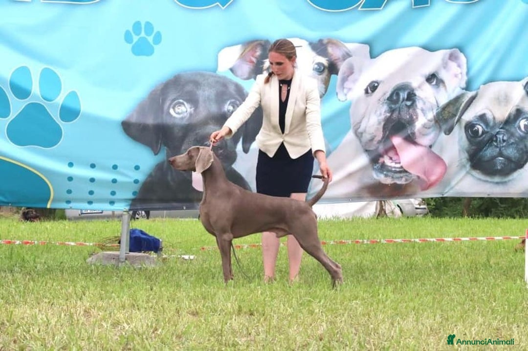 Weimaraner cani in vendita: Ultima femmina di weimaraner con pedigree Enci - Annuncio 7