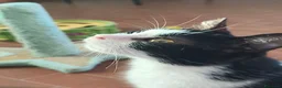 Meticcio gatti in regalo: Elettra la dolce - Annuncio 1